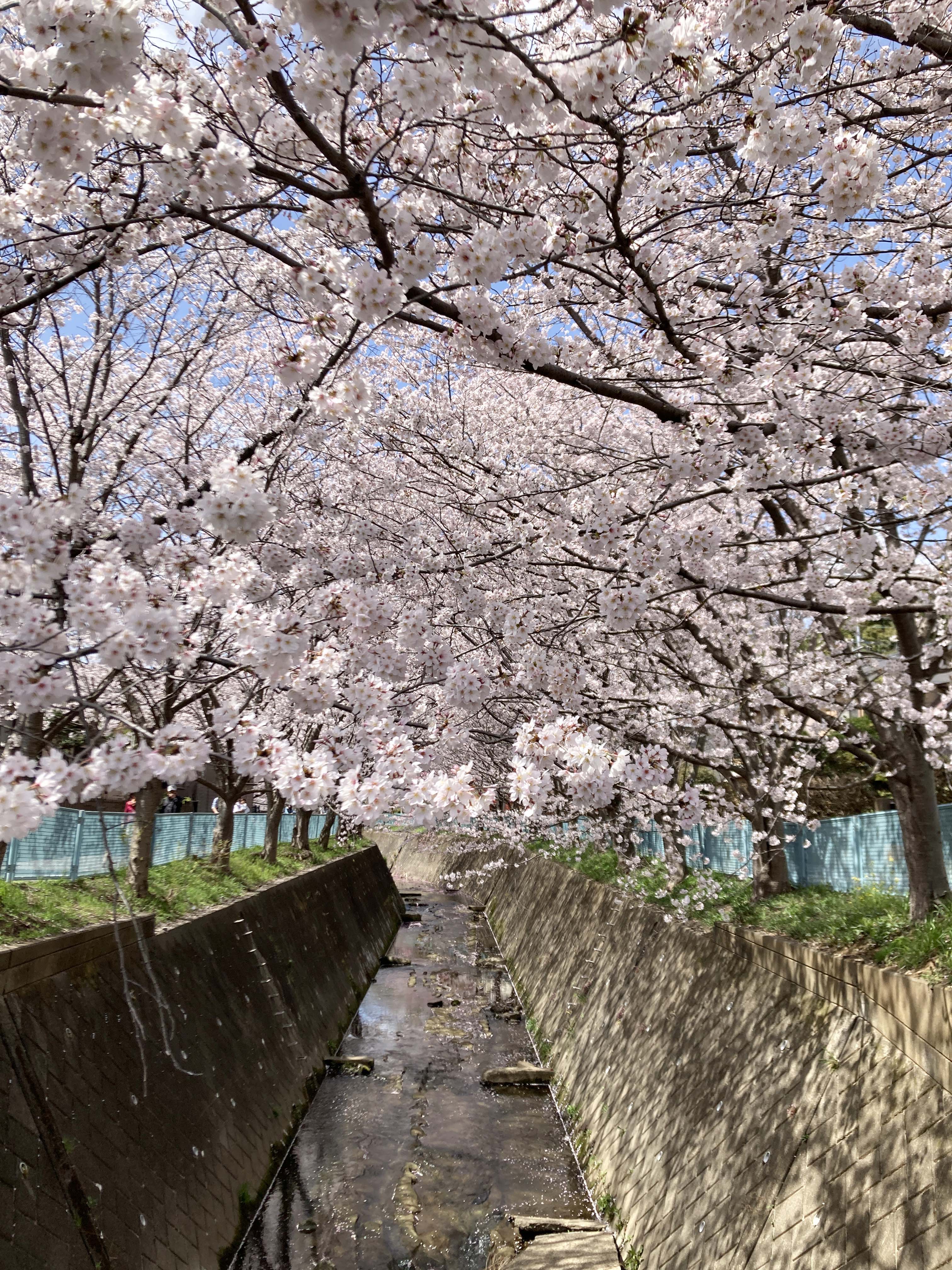 今年も満開に咲いた平瀬川の桜です