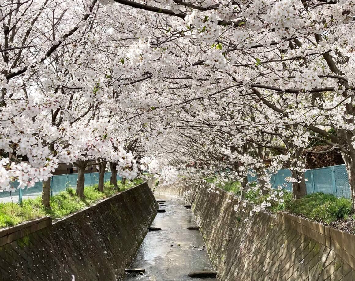 地域で自慢できる川をめざしています