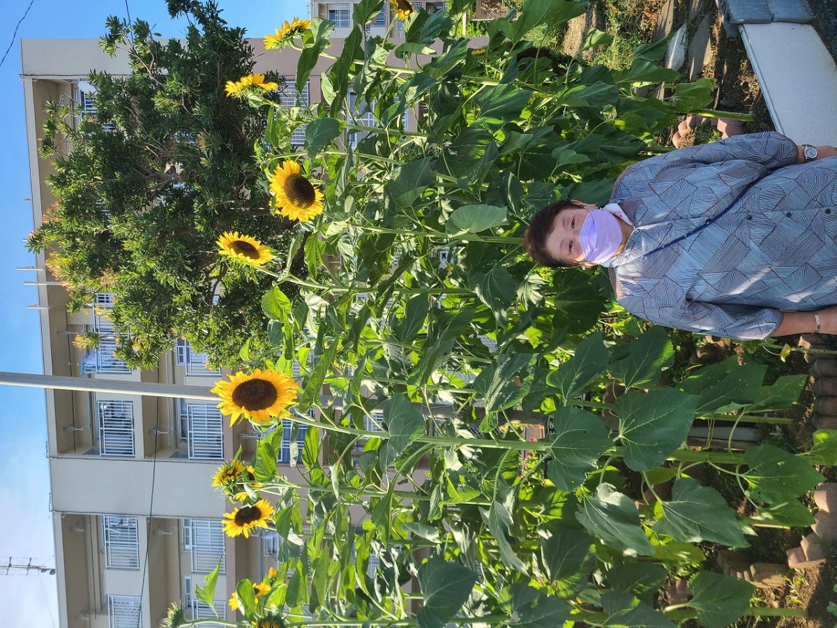 有馬第一住宅の花壇にヒマワリが咲きました