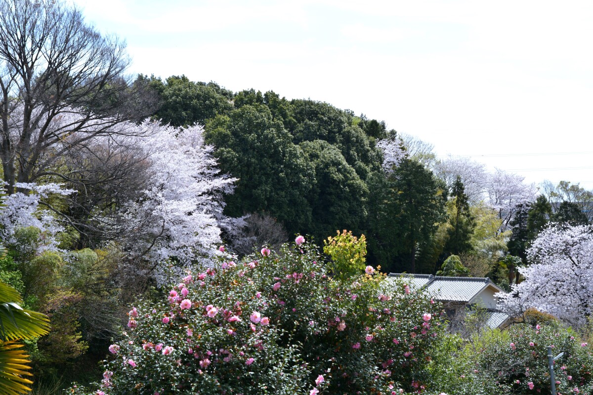 野川の春