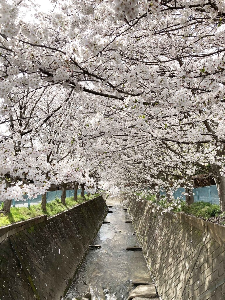 平瀬川の活動について