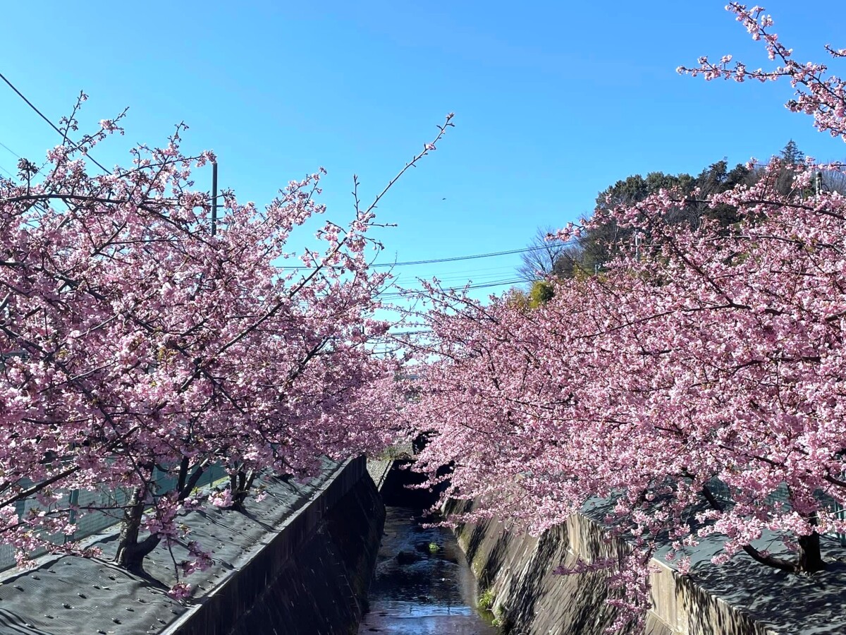 蔵敷自治会館前の平瀬川沿の河津桜